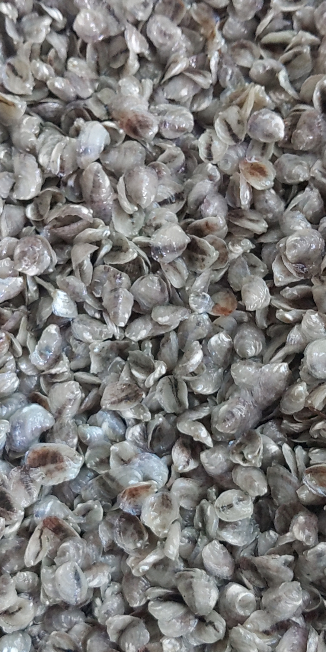 Largest oysters — market ready